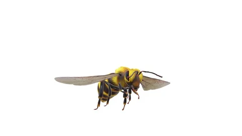 BEE FLYING IN WHITE BACKGROUND IN 4K Stock Footage 128814763