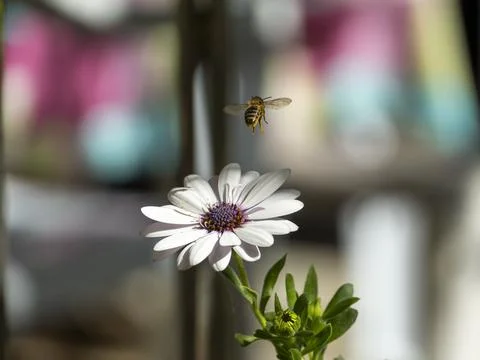 Bee flying on white daisy Stock Photos
