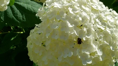 Bee flying on white flower Stock Footage 116644180