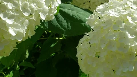 Bee flying on white flower Stock Footage 148110977