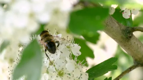Bee flying on the white flowers Stock Footage 152938962