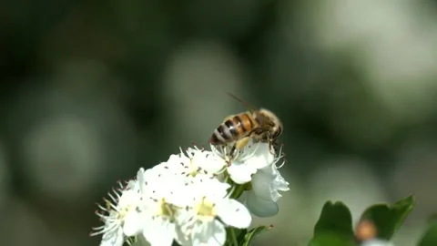 Bee flying on the white flowers Stock Footage 152939218