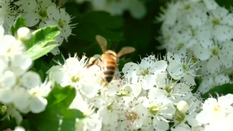 Bee flying on the white flowers Stock Footage 152939220