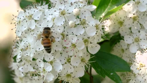 Bee flying on the white flowers Stock Footage 152939235