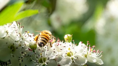 Bee flying on white flowers in spring Stock Photos