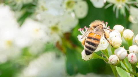 Bee flying on white flowers in spring Stock Photos