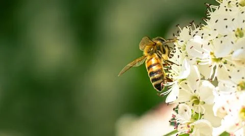Bee flying on white flowers in spring Stock Photos
