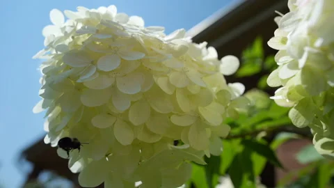 Bee Flying into White Hydrangea Flower 스톡 동영상 205580029