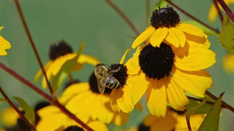 Bee Flying with Yellow Coneflowers in Background, Slow Motion Macro Close-Up Stock Footage 282862903
