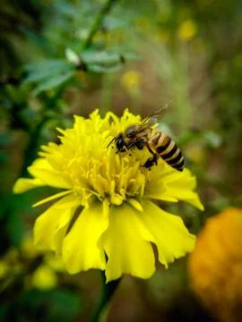 Bee flying on yellow flowers Stock Photos
