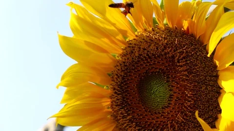 Bee flying with yellow sunflower Stock Footage 82708128