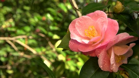 Bee flys around a dew covered pink flower  slow zoom Stock Footage 58059025