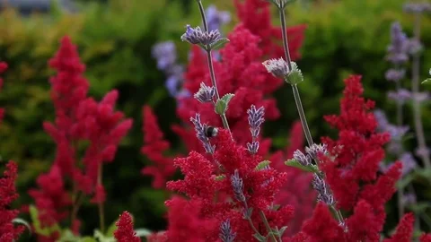 Bee fly's away from the flower Stock Footage 77509624