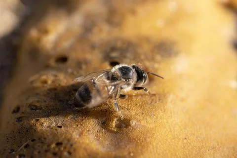 Bee On Foam Stock Photos