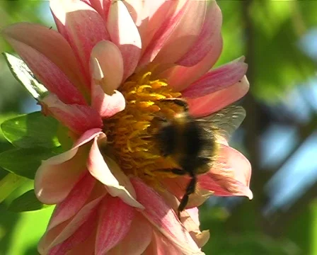 Bee Stock Footage 291380