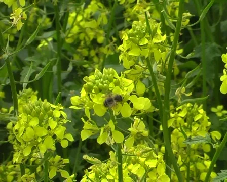 Bee Stock Footage 354950