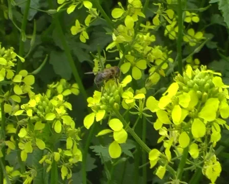Bee Stock Footage 354968