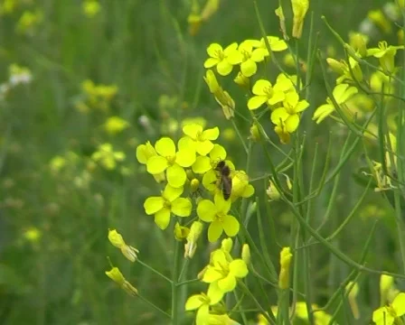Bee Stock Footage 354975