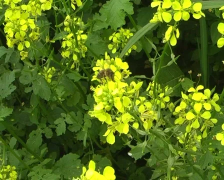 Bee Stock Footage 354992