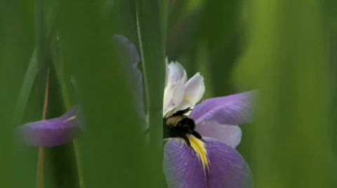 Bee Stock Footage 355551