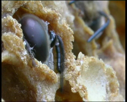  bee 스톡 동영상 573343