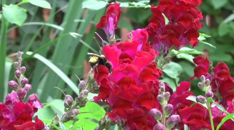 Bee 動画素材 839218