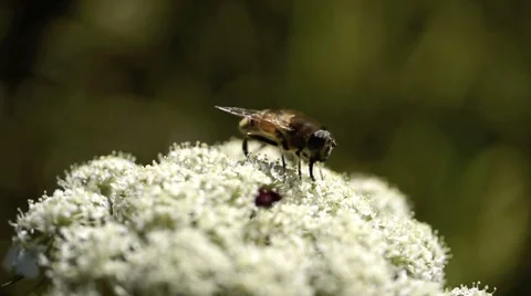 Bee. Stock Footage 912873