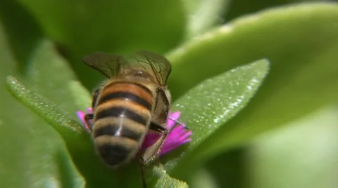 Bee Stock-Footage 5256268