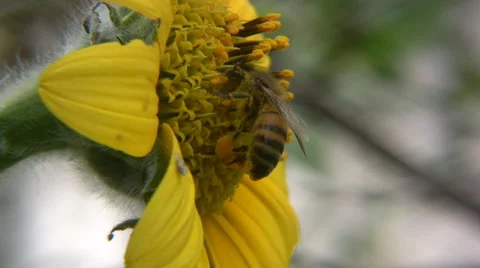 Bee Stock-Footage 5504656