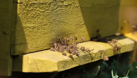 Bee 库存影片 7901423