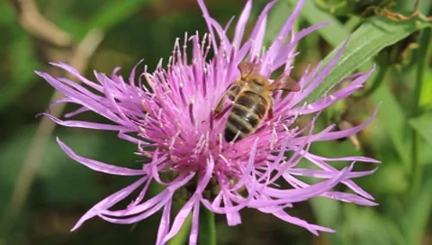 Bee Stock Footage 8554815