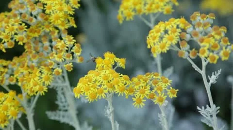 Bee Stock Footage 10734274