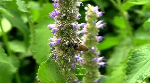 Bee Stock Footage 11521364