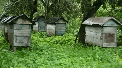 Bee Stock Footage 11863125