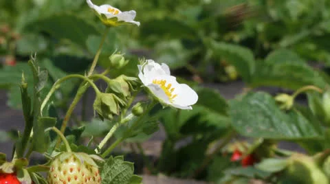 Bee Stockbeeldmateriaal 24921020