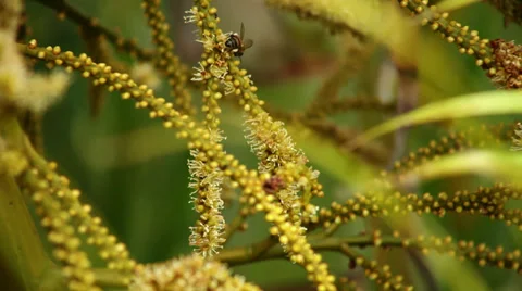 Bee Stock Footage 28974656