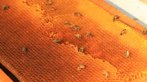 Bee Stock Footage 30177722