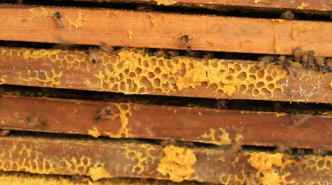 Bee Stock Footage 30199807