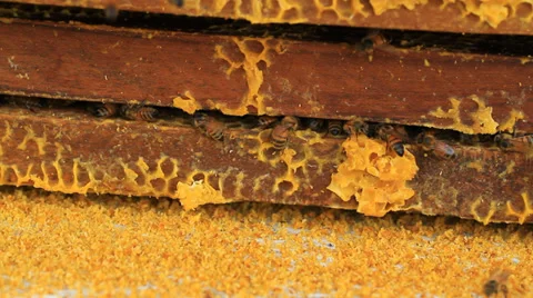 Bee Stock Footage 30279660