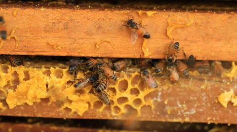 Bee Stock Footage 30294315