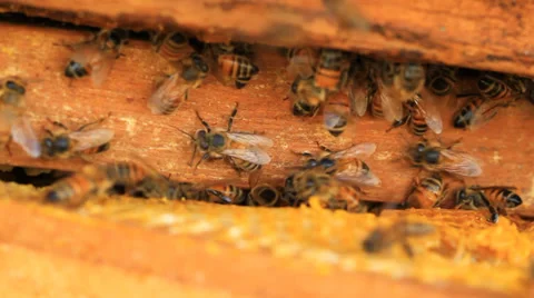 Bee Stock Footage 30301003