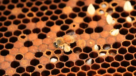 Bee Stock Footage 30305802