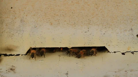 Bee Stock Footage 30310471