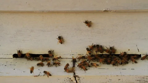 Bee Stock Footage 30362298