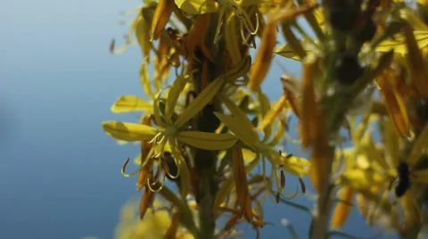 Bee Stock Footage 33302117