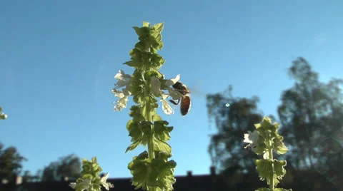 Bee Stock Footage 33716072