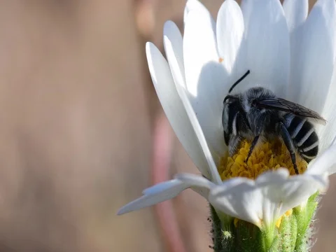 Bee Stock Footage 76494190