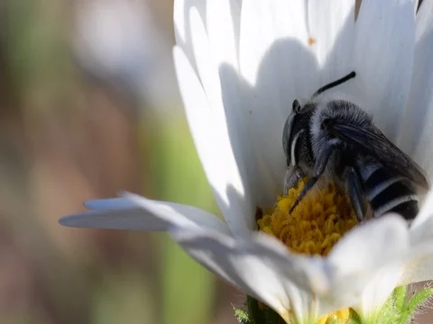 Bee Stock Footage 76494191