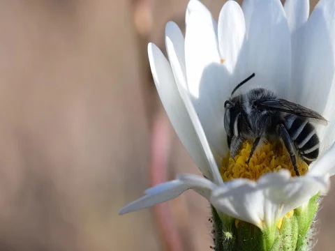Bee Stock Footage 76494210