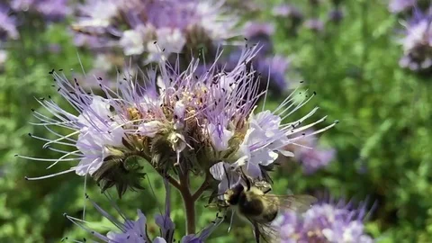 The bee Stock Footage 78625327